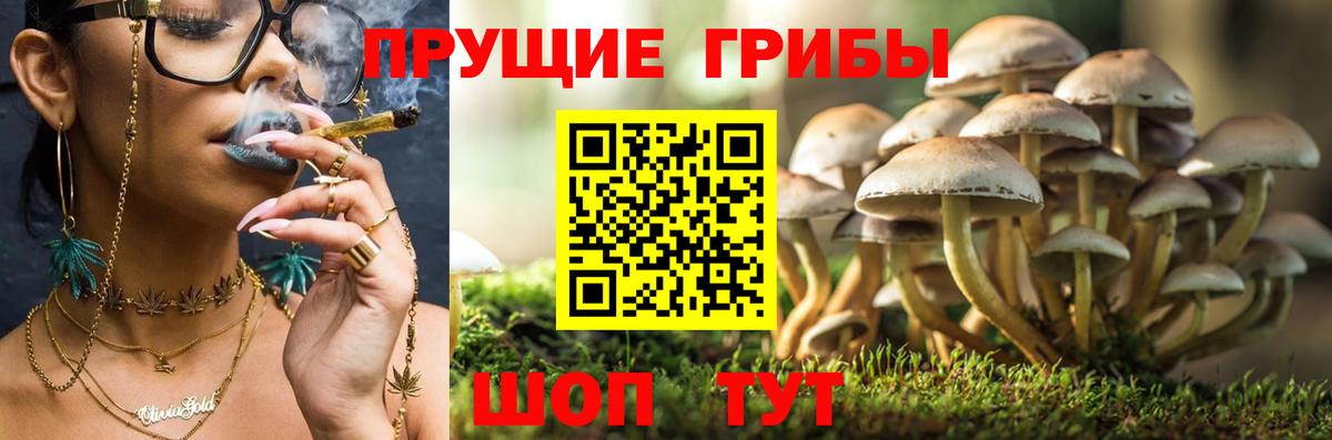 Галлюциногенные грибы мицелий  Галлюциногенные грибы Psilocybe  где купить наркотик  Вход с VPN  Саки 